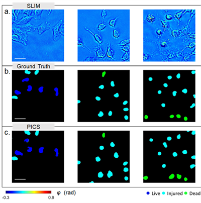 Results of Efficient U-Net on testing dataset. a. representative SLIM measurements of HeLa cells not used during training. b. The ground truth of viability of frames corresponding to a. c. The PICS prediction shows high level accuracy in segmenting the nuclear regions and inferring viability states. Scale bars: 50 microns